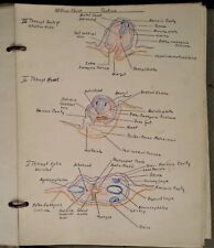 1932 antique 98 hand drawn Embryology biology SKETCH BOOK school Dr HARRISON picture