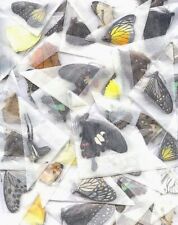 1 BUTTERFLY OR MOTH UNMOUNTED WINGS CLOSED WHOLESALE LOT picture