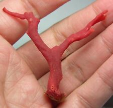 #26 Morocco 12.25ct 100% Natural Rare Rough Red Coral Branch Specimen 2.45g 48mm picture