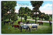 Postcard KY Typical Stock Farm In Blue Grass State Horses Linen Old Kentucky I7 picture