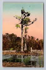 Wakulla Springs FL-Florida, The Osprey Or Fish Hawk's Nest, Vintage Postcard picture