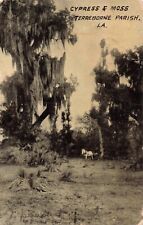 Cypress & Moss Terrebonne Parish Louisiana LA Houma c1910 Postcard picture