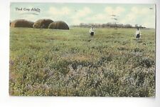 1911 Third Crop Alfalfa, Bismark, North Dakota picture