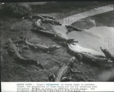 1983 Press Photo Israeli Alligators at Hammat Gader in northern Israel picture