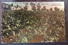 1912 postcard Tobacco Field Near Paducah KY posted picture