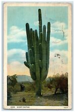 1934 Giant Cactus Seen In Deserts El Paso Texas TX Posted Vintage Postcard picture