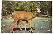 Ten Pointer Buck Deer Animal Antler Still Life Nature View Vintage Postcard picture