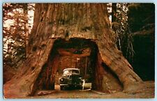 Postcard~ Chandelier Drive Thru Tree Underwood Park~ The Redwood Highway, CA picture
