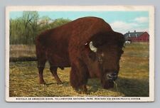 Postcard Buffalo American Bison Yellowstone Wyoming Union Pacific System picture