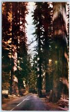 Postcard - Stumps Along The Redwood Highway - California picture