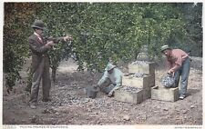 Post Card 12860 Products of Nature Picking Plums in California picture