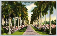Original Old Vintage Antique Postcard Royal Palm Tree Drive Flowers Florida picture