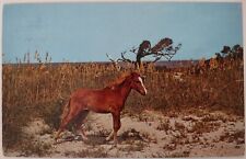 Vintage Postcard Wild Outer Banks Pony Ocracoke Island NC AA33 picture