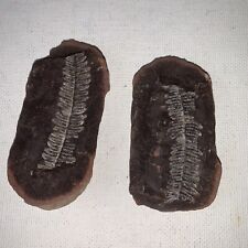 Superb Pecopteris Fern Fossil Millions Of Years Old 3” Long picture