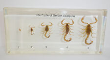 Golden Scorpion Life Cycle Set Mesobuthus martensii Learning Insect Specimen picture