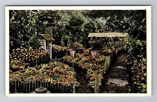 St Louis MO-Missouri, Chrysanthemum Show, Antique, Vintage Souvenir Postcard picture