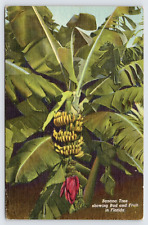 Banana Tree Bud & Fruit in Florida Vintage Linen Postcard c1950  P5 picture
