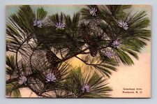 Greetings Pinehurst NC Long Leaf Pine Lavender Bloom Albertype Co Postcard c1952 picture