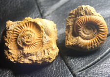 Perisphinctidae - Very nice Jurassic, Callovian ammonite and imprint picture