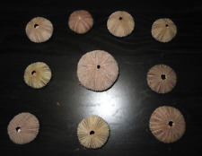 Lot Vintage Estate Seashell Purple White Sea Urchins picture