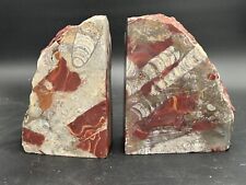 Large Orthoceras Fossil Bookends 13+lbs  *Not Polished* picture