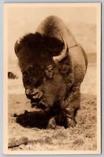 RPPC Buffalo Bison Byron Harmon Banff PostCard - C10 picture