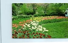 Postcard - Tulips at Kingwood Center - Mansfield, Ohio picture