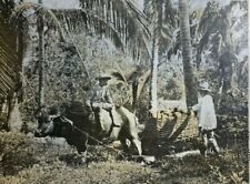 1911 Coconut Growing in the Philippine Islands illustrated picture