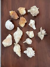 Sea Shells Lot Of 13 picture