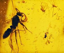 Winged Ant, 10 Diptera, Beetle, Planthopper, Fossil Inclusion in Dominican Amber picture