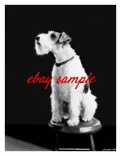 ASTA DOG PUBLICITY PHOTO for 1930s movies The Thin Man & Bringing Up Baby picture
