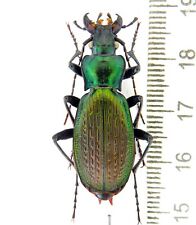 Carabidae, Carabus (Archiplectes) pseudopshuensis, Abkhazia picture