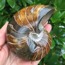 TOP495g Natural conch Ammonite fossil specimens of Madagascar 12 picture