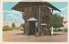1937 Giant Cedar Stump, Seattle Washington, Snohomish Co. 1079 picture