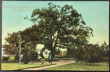 New Haven Connecticut Edgewood Park Children's Oak Vintage Postcard Posted 1912 picture
