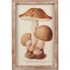Mushroom Framed Wall Art picture