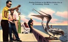 St Petersburg FL Men Feed Pelicans Seawall Baby 50s Clothing Tichnor Postcard  picture