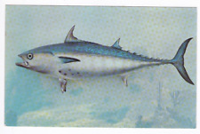 Vtg Postcard Bonito Fish Florida Gulf Stream Coral Reefs UNP ~Pa320 picture