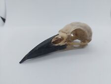 Rook crow  Skull Corvus Frugilegus UK species Taxidermy Bird Corvid Goth picture