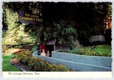 The Living Chimney Tree Phillipsville California Vintage 4x6 Postcard AF499 picture