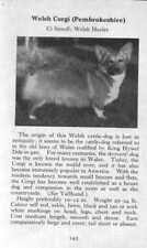 Welsh Corgi Pembroke - CUSTOM MATTED 1970 Vintage Dog Art Photo Print - GIFT picture