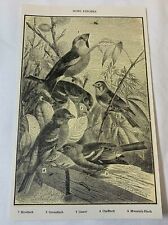 1923 book leaf print~ SONG FINCHES picture
