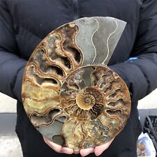 1.54LB Natural ammonite fossil conch Crystal specimen healing XL2136 picture