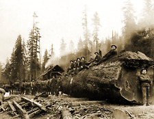 1905 Horse Team Hauling a Giant Log, WA Old Photo 8.5