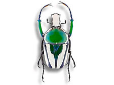 Ranzania bertolonii MALE Metallic Green Flower Beetle 30mm Unmounted in USA SHIP picture
