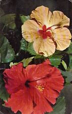 Florida Hibiscus Vtg Postcard M24 picture