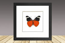 The Prola Beauty,PANACEA PROLA, Framed butterfly, Real butterfly picture