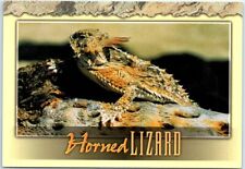 Postcard Horned Lizard Arizona USA North America picture