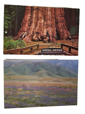 California Postcards General Sherman Sequoia Rte 223 Flowers Lot of 2 Vtg unused picture