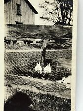 1R Photograph Cute Little Bunny Rabbits Eating In The Fenced Garden 1920's picture